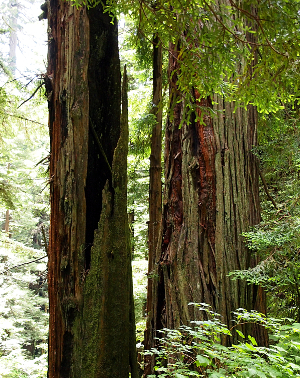 [Two tree trunks which look to have taken lightening strikes. One has a hollow center and the other has outer bark stripped from it in places.]